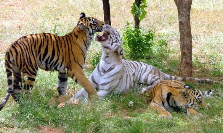 best budget hotel to stay in Manali